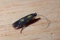 Euspilapteryx auroguttella