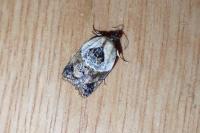 Acleris variegana