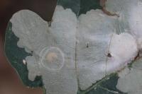 Tischeria ekebladella