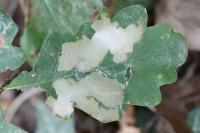 Tischeria ekebladella