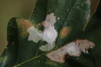 Tischeria ekebladella