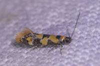 Decantha borkhausenii