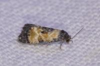 Neocochylis dubitana