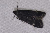 Dichomeris alacella