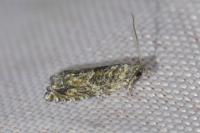 Epinotia nisella/cinereana