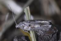 Exoteleia dodecella