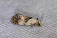 Neocochylis hybridella