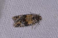 Ptycholomoides aeriferanus