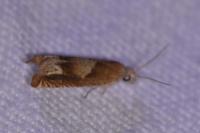 Eucosma conterminana