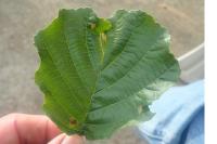 Coleophora alnifoliae