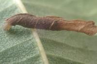Coleophora alnifoliae