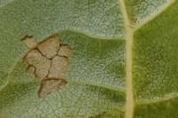 Coleophora alnifoliae
