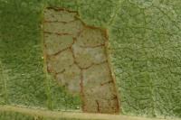 Coleophora alnifoliae