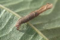 Coleophora alnifoliae