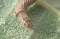 Coleophora alnifoliae