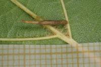 Coleophora alnifoliae