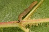 Coleophora alnifoliae