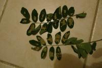 Parectopa robiniella