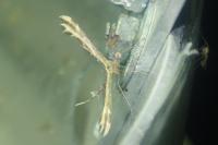 Oxyptilus