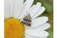 Choreutis diana