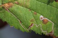 Stigmella microtheriella