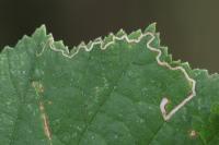 Stigmella microtheriella