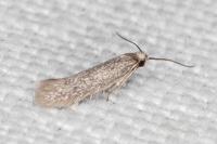 Urodeta hibernella