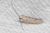 Urodeta hibernella