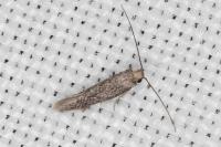 Urodeta hibernella