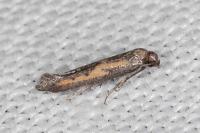 Ochromolopis ictella