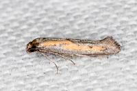Ochromolopis ictella