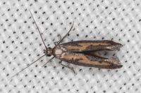 Ochromolopis ictella