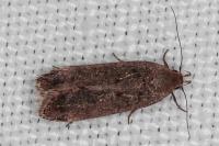 Anacampsis