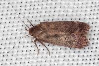 Anacampsis