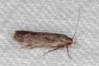 Anacampsis