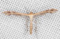 Oxyptilus