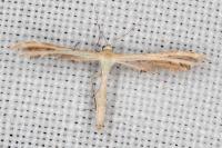 Oxyptilus
