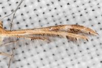 Oxyptilus