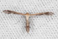 Stangeia siceliota