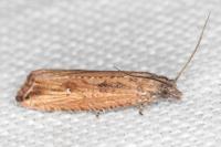 Bactra venosana
