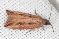Bactra venosana