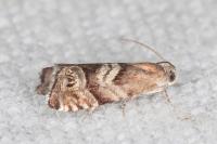 Cydia interscindana