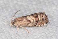 Cydia interscindana