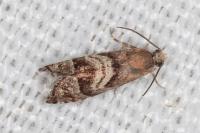 Cydia interscindana
