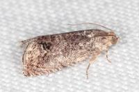 Cydia splendana