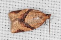 Clepsis consimilana