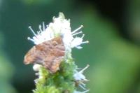 Choreutis nemorana