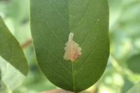 Parectopa robiniella