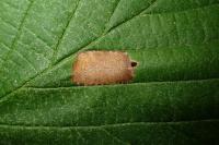 Parornix devoniella