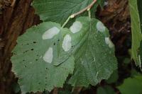 Phyllonorycter coryli